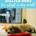 10 Issues You Ought to Know About Shelter Canine