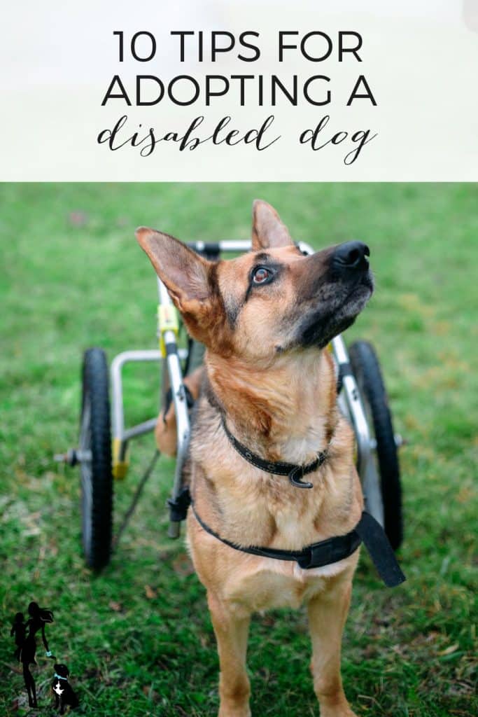 10 suggestions for adopting a disabled canine