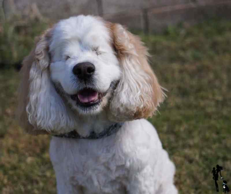 A while spaniel sits up with her mouth open in what looks like a smile. She is missing both her eyes. 