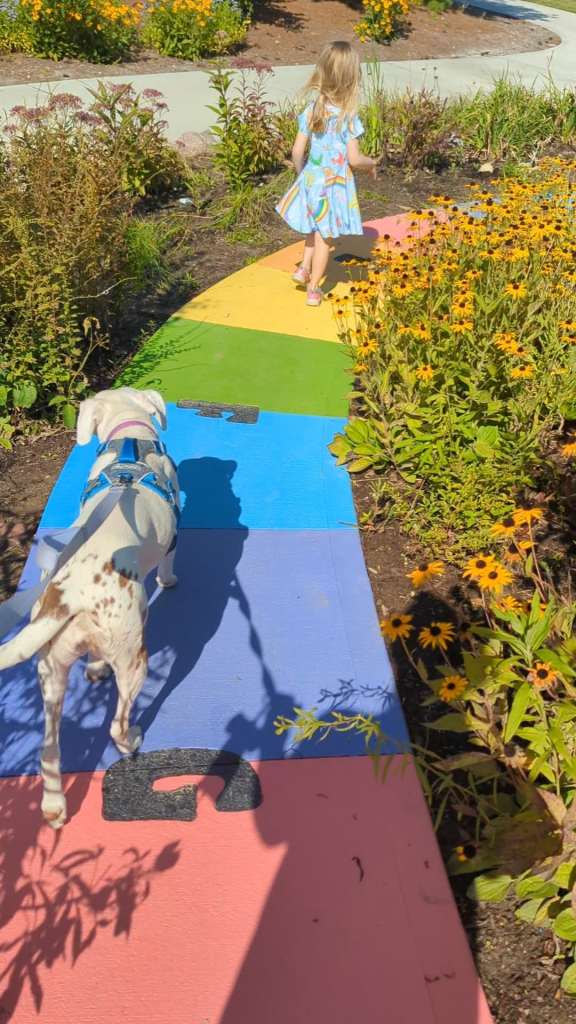 A white dog with brown spots over her hind end walks along a rainbow colored sidewalk. She wears a blue and gray harness and has a purple leash and collar. Just ahead of her, a little girl with long blond hair and a blue dress with rainbow colors skips ahead. Black eyed susans line the path. 