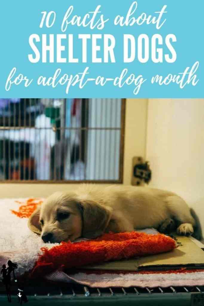 A puppy sleeping on a cot in an animal shelter. The text reads: 10 facts about shelter dogs for adopt-a-dog month. 