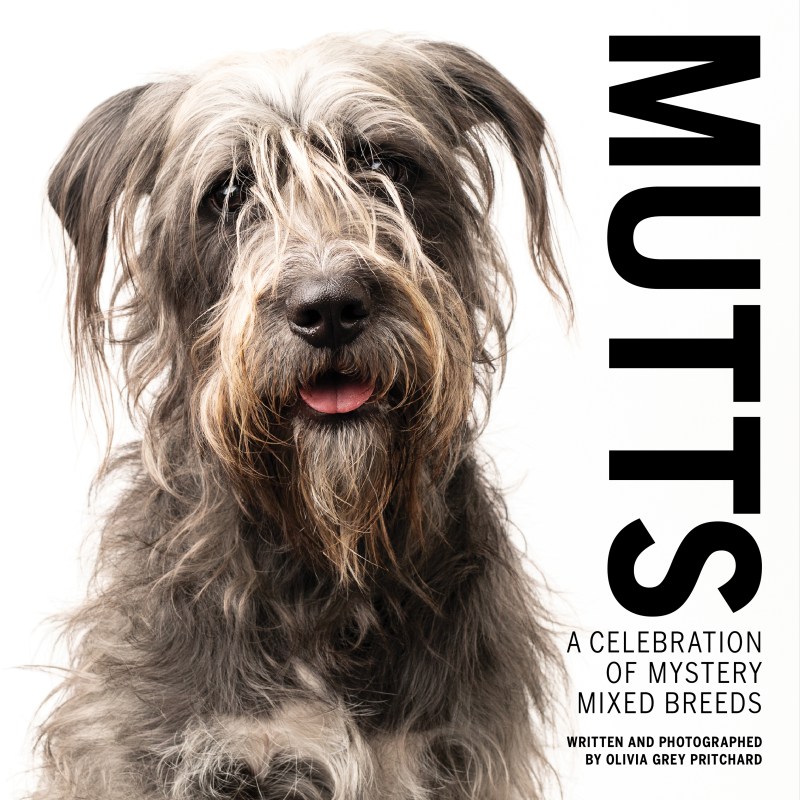 A shaggy grey and white dog sits and pants on the front cover of the book called Mutts: A celebration of mystery mixed breeds 