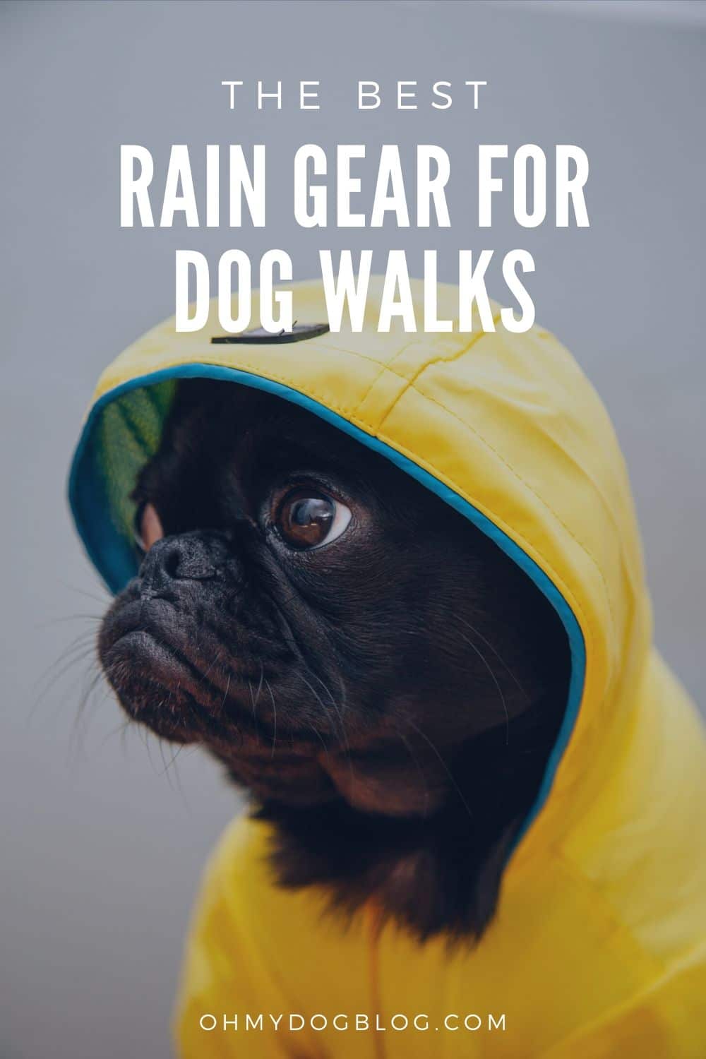 The Finest Rain Gear for Canine Walks