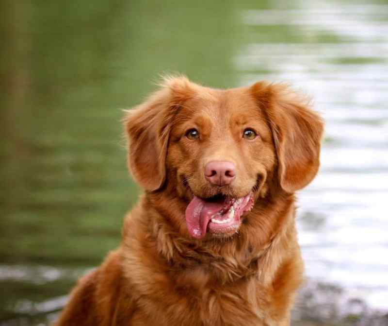 A brown Toller sits next to a pond. His tongue hangs out of his mouth and his eyes are pulled back to look like a big smile. 