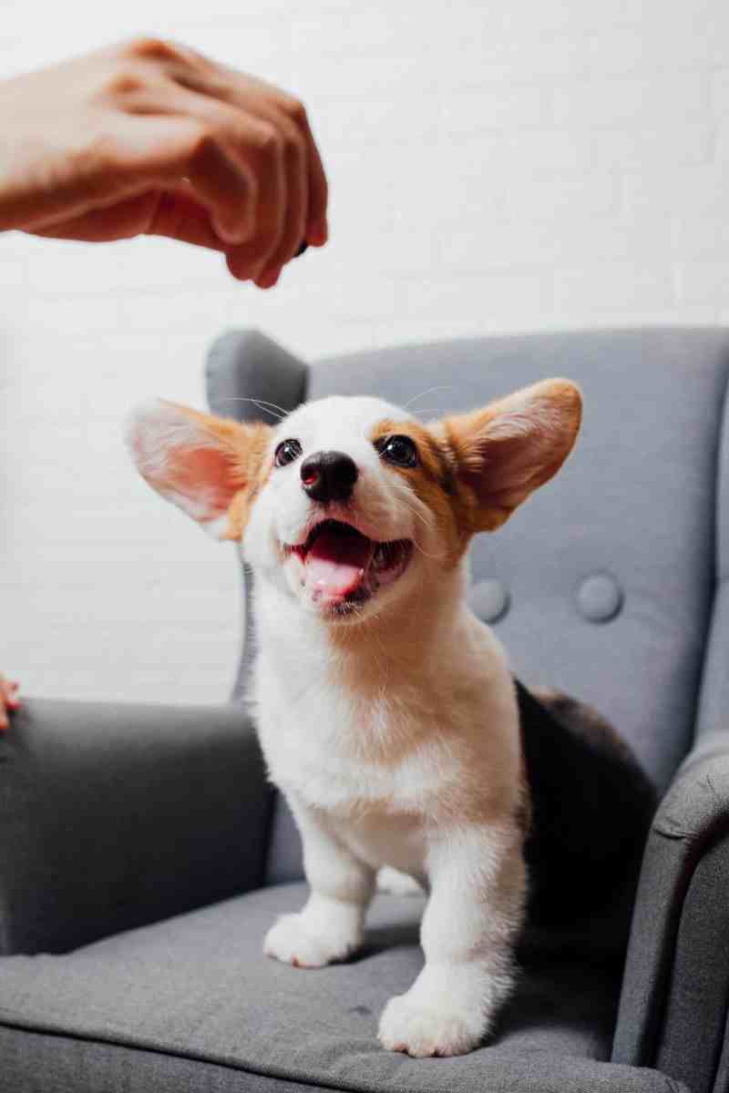 A brown and white corgi puppy sits on a gray arm chair. His mouth is open in a happy, loose smile. Above his head, a white man's hand holds out a treat, ready to give to the puppy. 