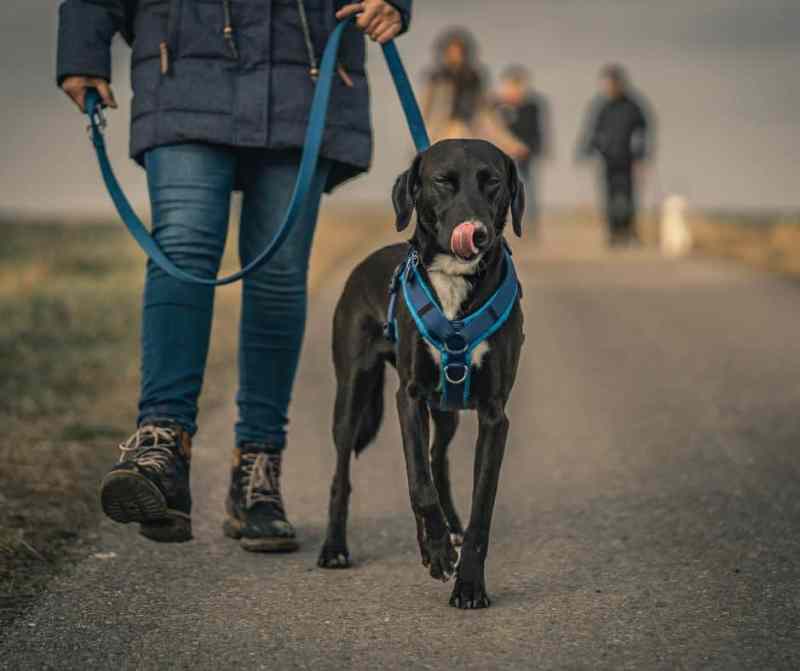 In the foreground, a black dog with a white chest wears a blue Y-shaped harness. He's licking his lips as if he just ate a treat. Holding his blue leash is a person cut off at the waist. We see a blue thick coat, blue jeans, and black lace-up boots. In the background are three out-of-focus people walking other dogs that are also out of focus. It appears to be a dog-walking group walking down a wide asphalt path with the black and white dog leading the group. 