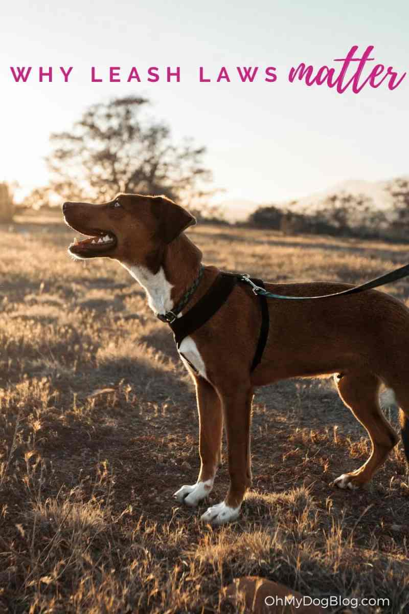 A brown and white puppy with bright blue eyes stands in a field looking off to the side. He is on a black and green leash, but his person isn't in the frame. Behind the puppy is a tree and a mountain rising off in the distance. The text overlay reads: Why Leash Laws Matter