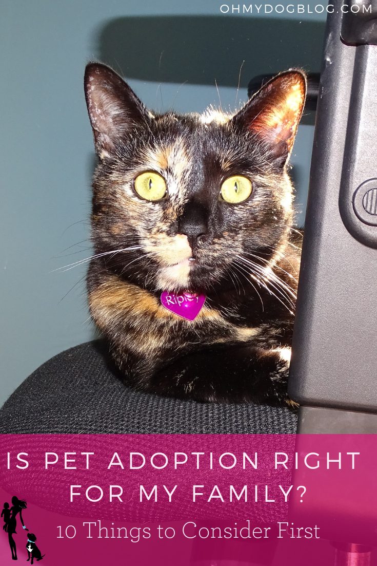 Choosing a Pet_ Is adoption right for my family_ 10 things to consider first...