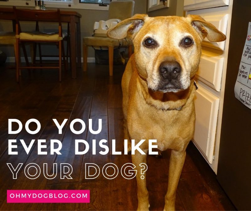 Do you ever dislike your dog?