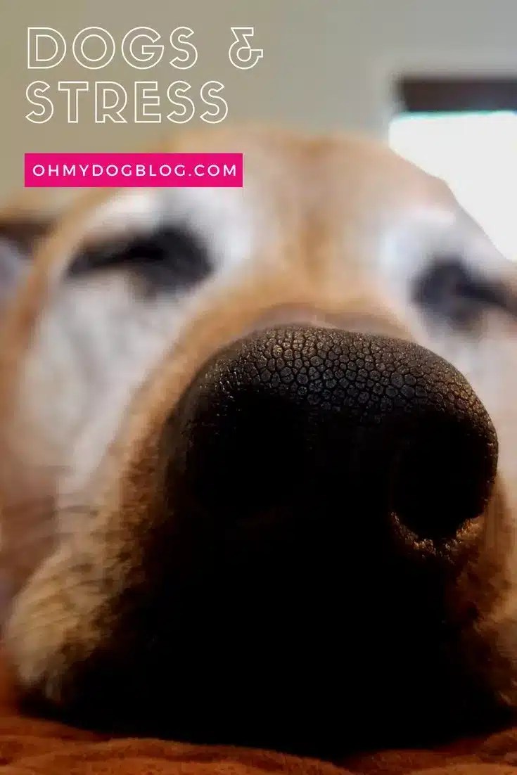 An extreme closeup of a dogs' black nose is in the foreground. The pit bull mix dog is sleeping. He has red-tan fur speckled with gray.  The text overlap reads: Dogs and stress 