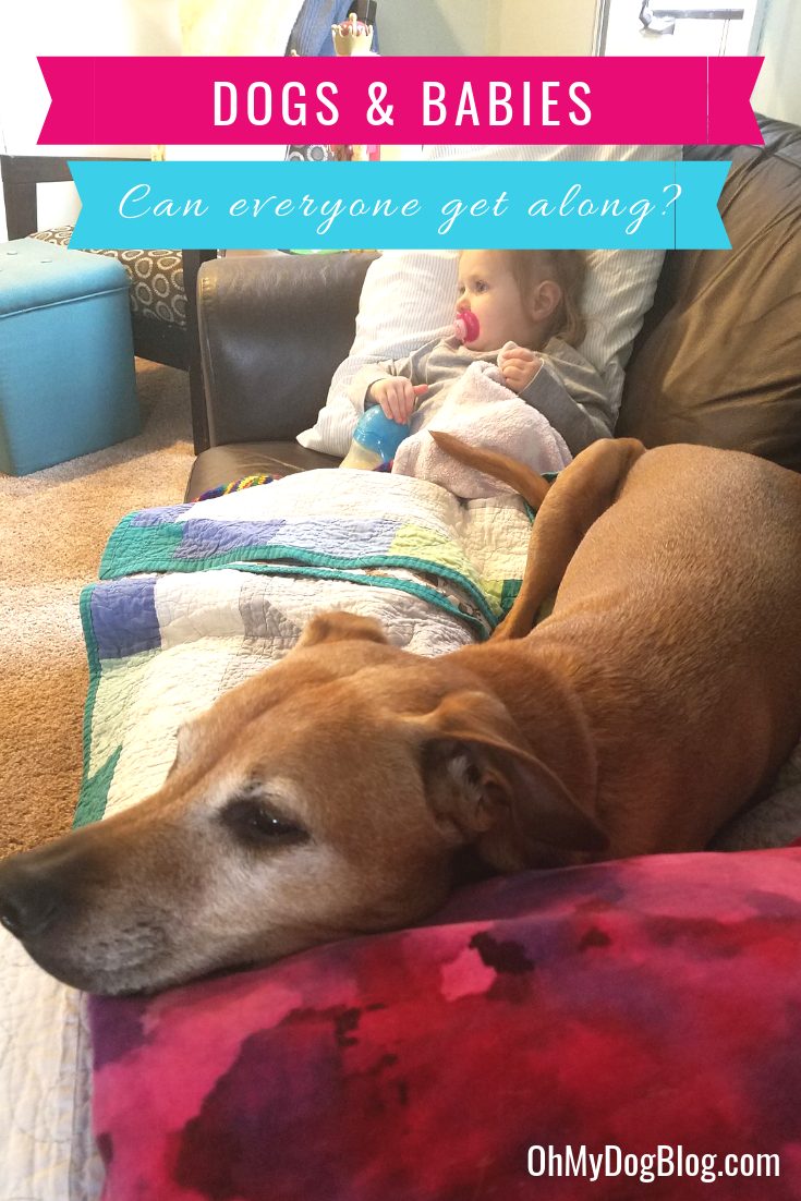 Dogs and Babies: Can everyone get along? Sure, it takes some safety strategies--and some common sense--but there's no reason your dog and your kiddos can't be best buds! Read on for how to make it happen!