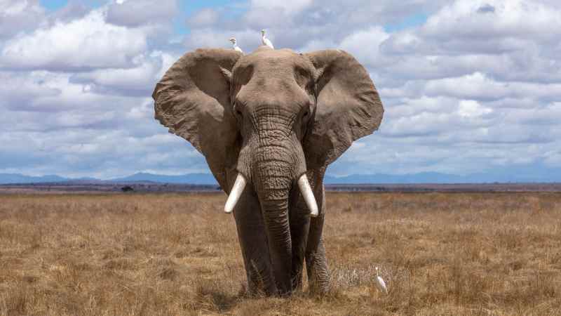 A gray elephant with white tusks walks across dry grasslands. Two white birds perch on top of his head, and another stands near his feet. The sky is hung heavily with gray clouds, and a shadowy mountain range can be glimpsed way off in the background. 