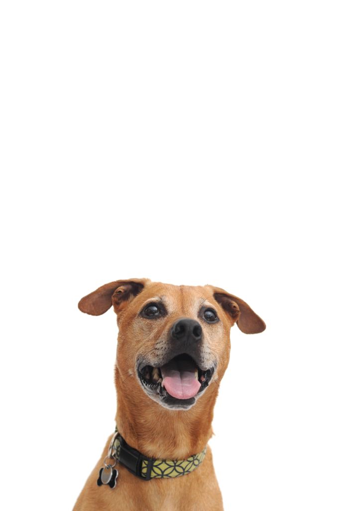 A white-faced and tan Am Staff mix sits against a plain white background. His mouth hangs open with a pink tongue sticking out. He's wearing a green and blue flower patterned collar. 