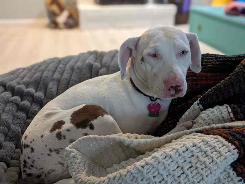 Penny, the Catahoula leopard dog, with a mostly white coat and a smattering of brown spots on her hind end, reclines on a gray poof with a cream, red, and green knit blanket on top. 