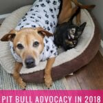 Going to Hell with a Leash in My Hand: Pit Bull Advocacy in 2018