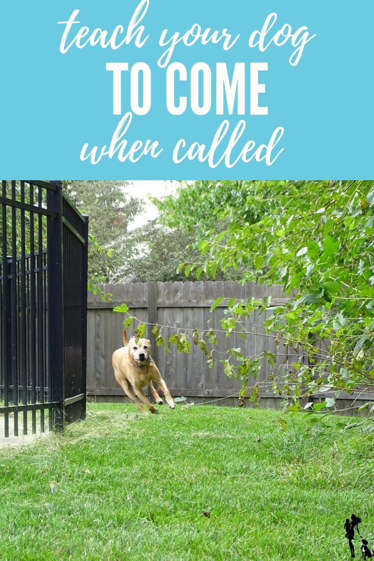 Train Your Canine to Come When Known as