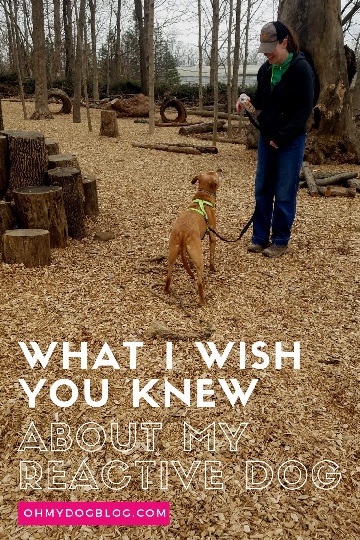 What I want you knew about my reactive canine