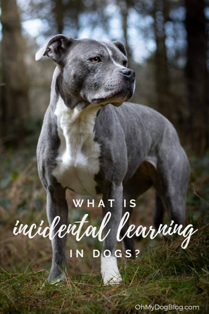 Incidental Studying in Canine – Oh My Canine!