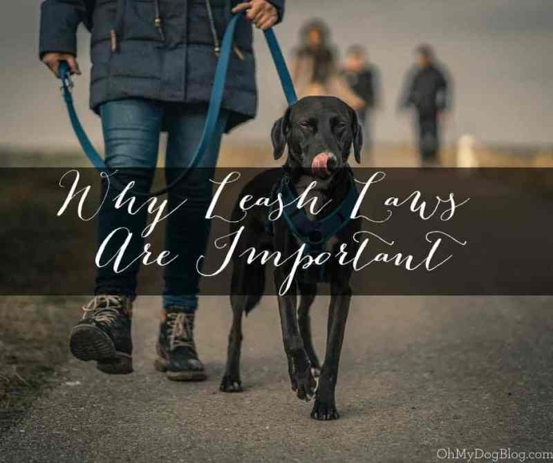 A woman is shown from the waist down. She's wearing a warm coat, jeans,a nd boots. She's walking a black dog by her side on a blue leash. The dog's tongue is out. The text overlay reads: Why Leash Laws Are Important