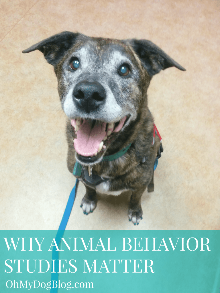 Why animal behavior studies matter