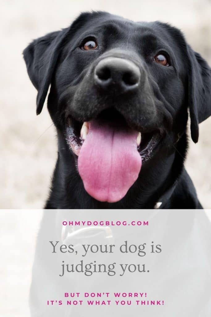 Sure, your canine judges you (Nicely, that’s… in case your canine is feminine)